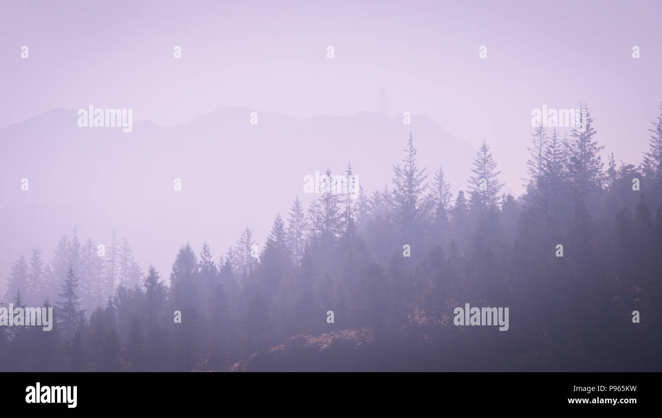 Nei toni del viola immagine di alberi di conifere nella nebbia di mattina Foto Stock