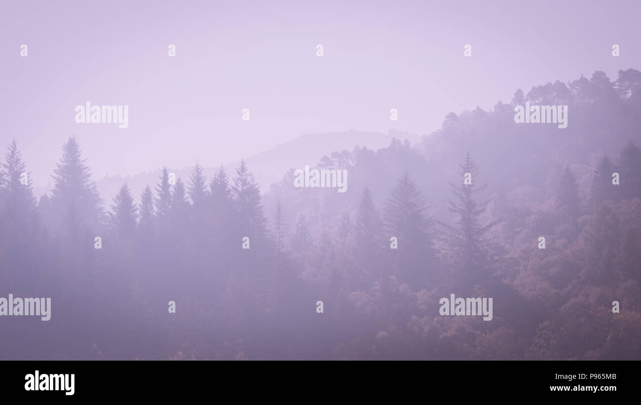 Nei toni del viola immagine di alberi di conifere nella nebbia di mattina Foto Stock