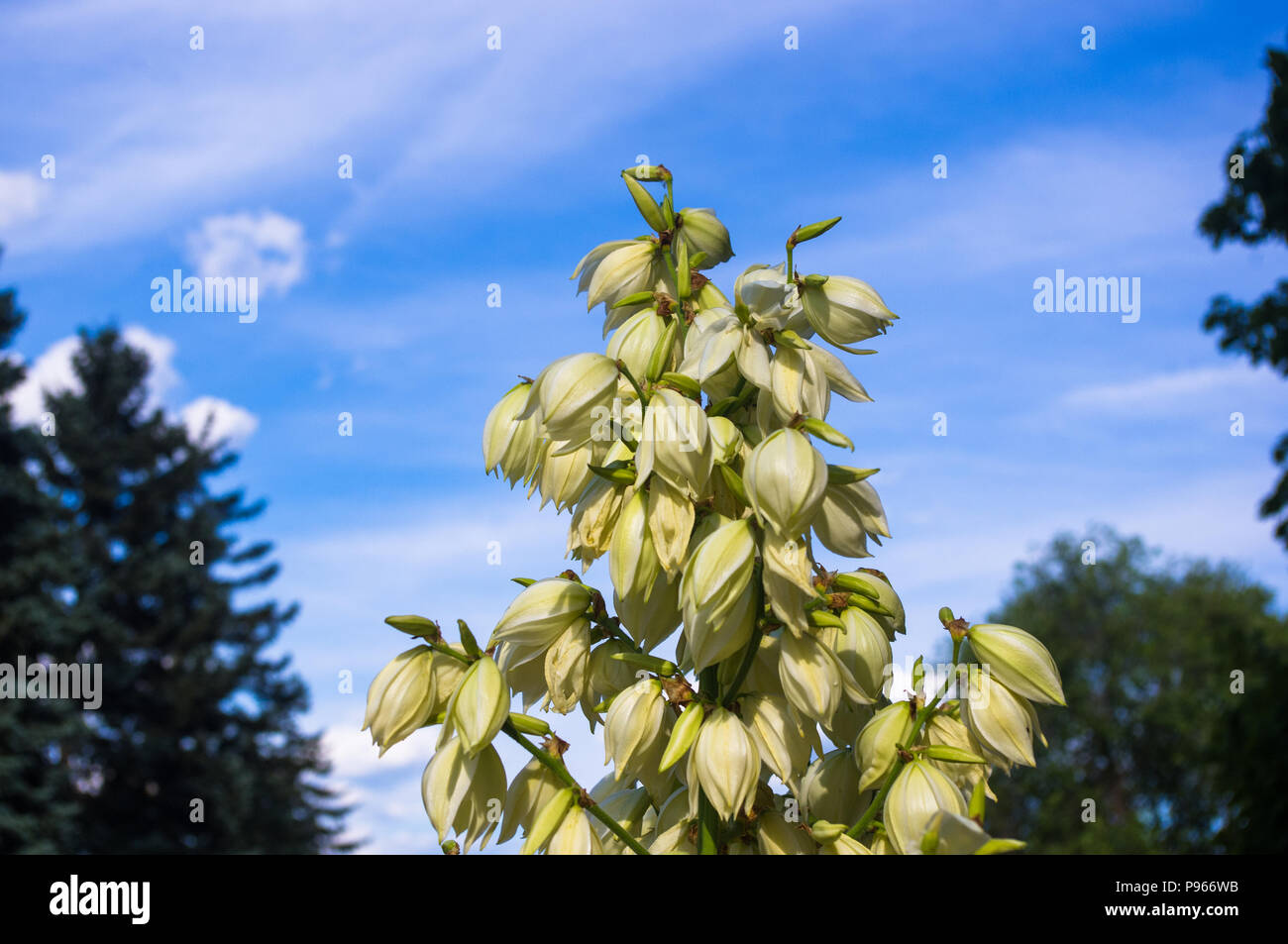 White Yucca filamentosa bush fiori, Adams ago, Spagnolo a baionetta, bear-erba, ago-palm, seta-erba, 1 cucchiaio di foglie di yucca nel parco vicino. Foto Stock