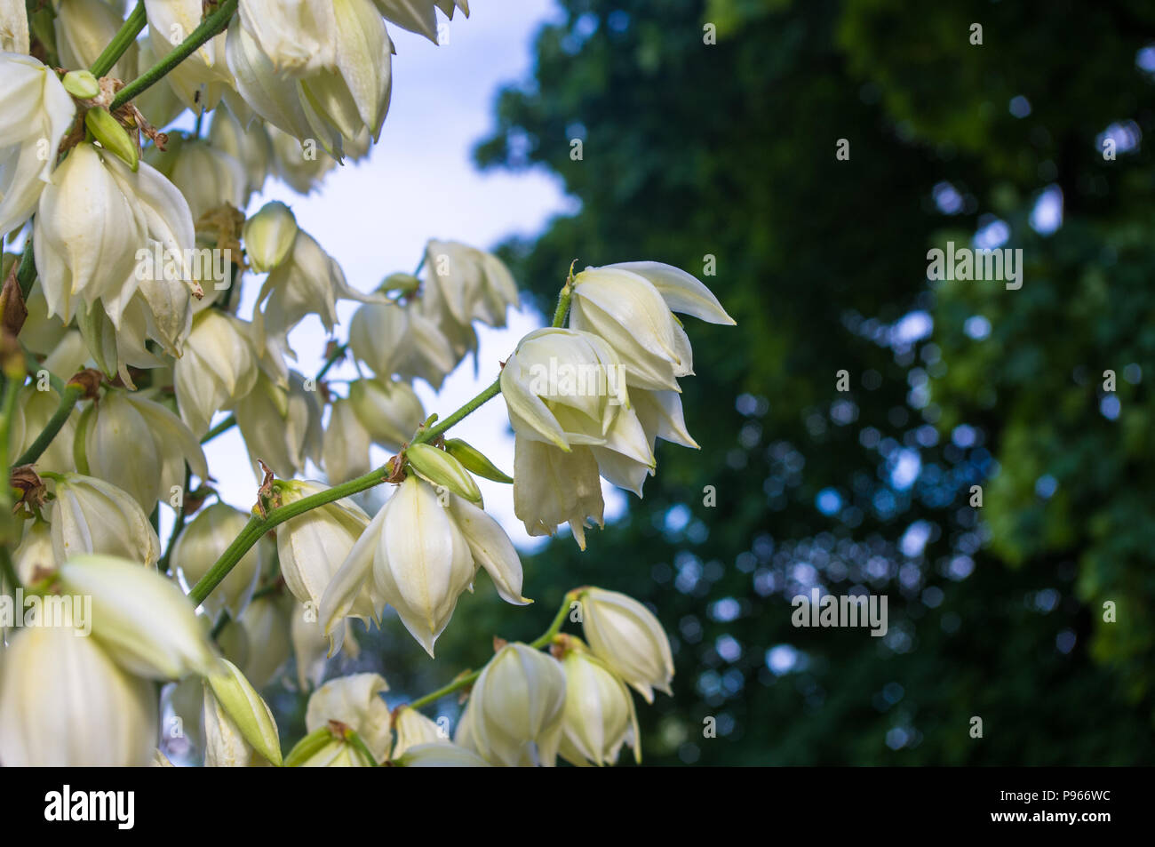 White Yucca filamentosa bush fiori, Adams ago, Spagnolo a baionetta, bear-erba, ago-palm, seta-erba, 1 cucchiaio di foglie di yucca nel parco vicino. Foto Stock