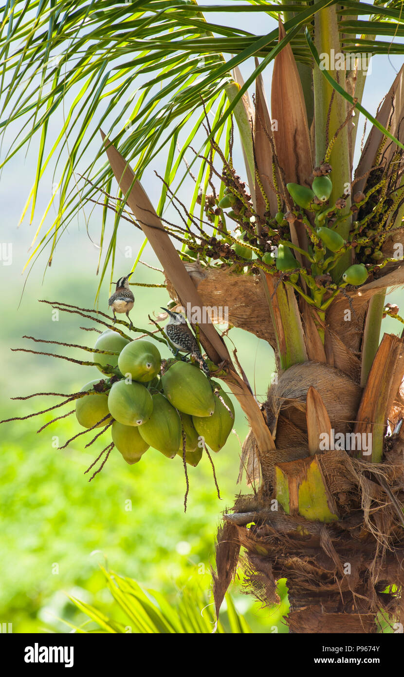 Una coppia Rufous-naped wrens controllare le opzioni di nesting in una noce di cocco Palm tree Foto Stock