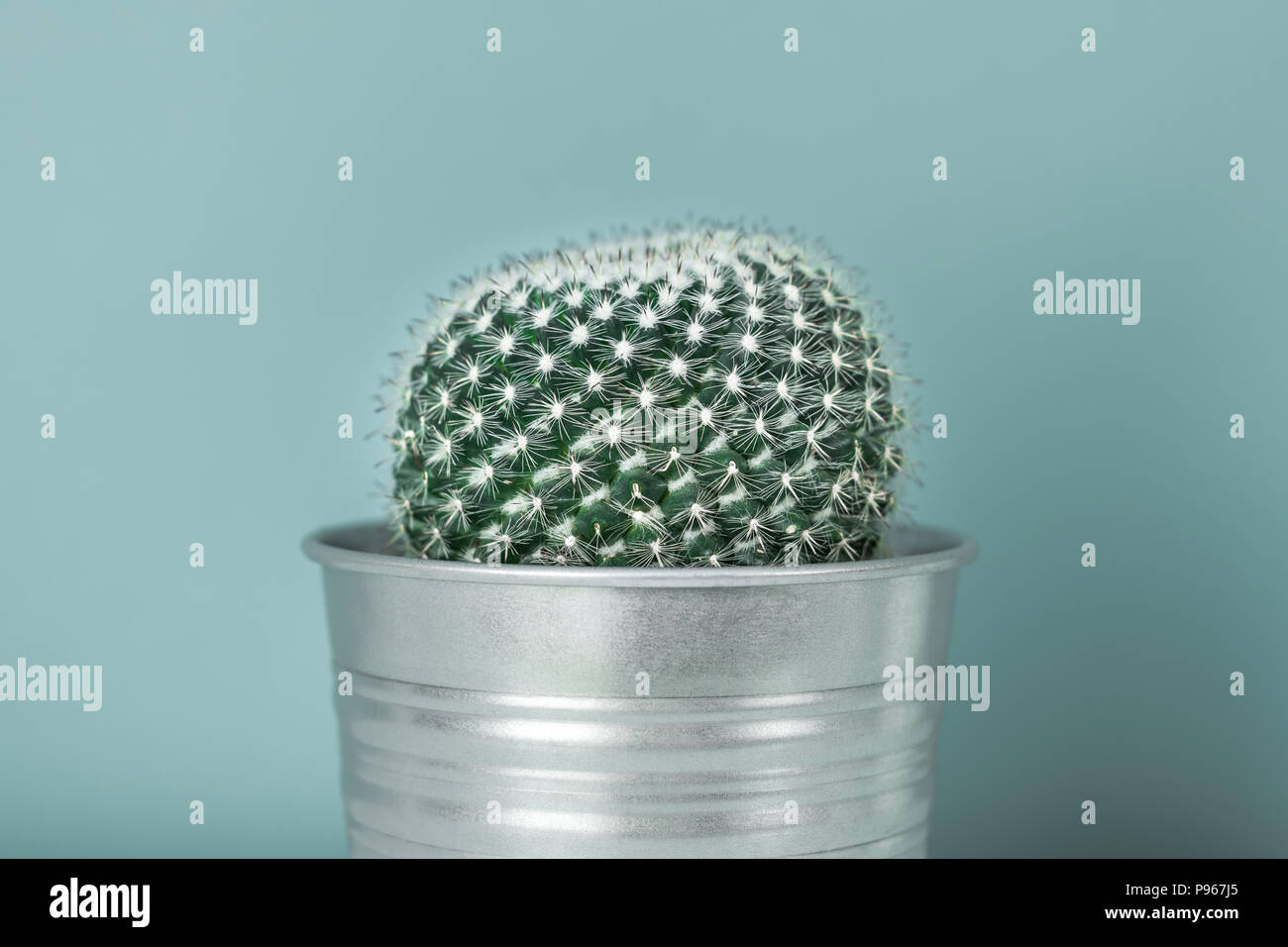 Impianto di Cactus in pentola di metallo. Vasi di cactus pianta di casa contro pastello color turchese parete. Cactus vicino. Foto Stock