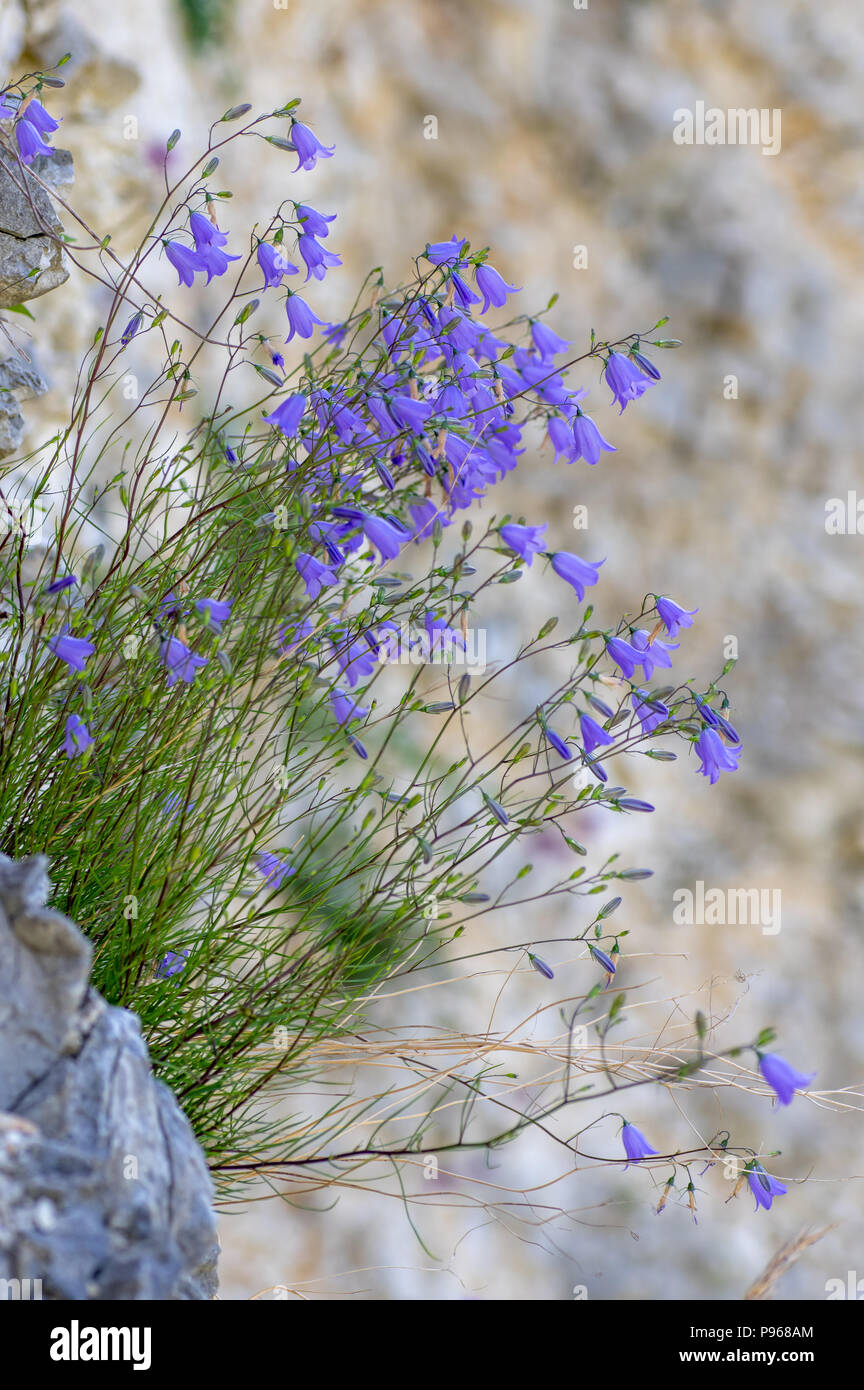 Harebells (Campanula rotundifolia) crescente sulla scogliera. Un impianto di sorprendente nella famiglia Campanulaceae, crescente sulla roccia a strapiombo faccia in cava Foto Stock