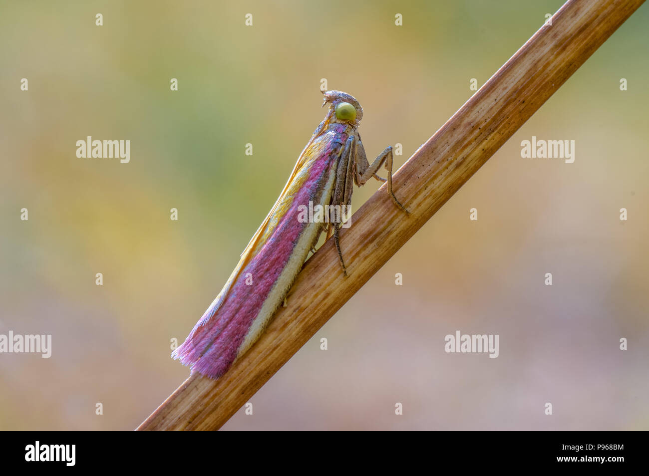 Oncocera semirubella micro moth su sedge. Insetto in famiglia Pyralidae a riposo, con impressionante viola e colorazione gialla Foto Stock
