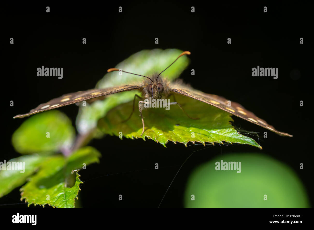 Chiazzato di legno (Pararge aegeria) a testa alta. Woodland butterfly nella famiglia Nymphalidae a riposo sul rovo Foto Stock