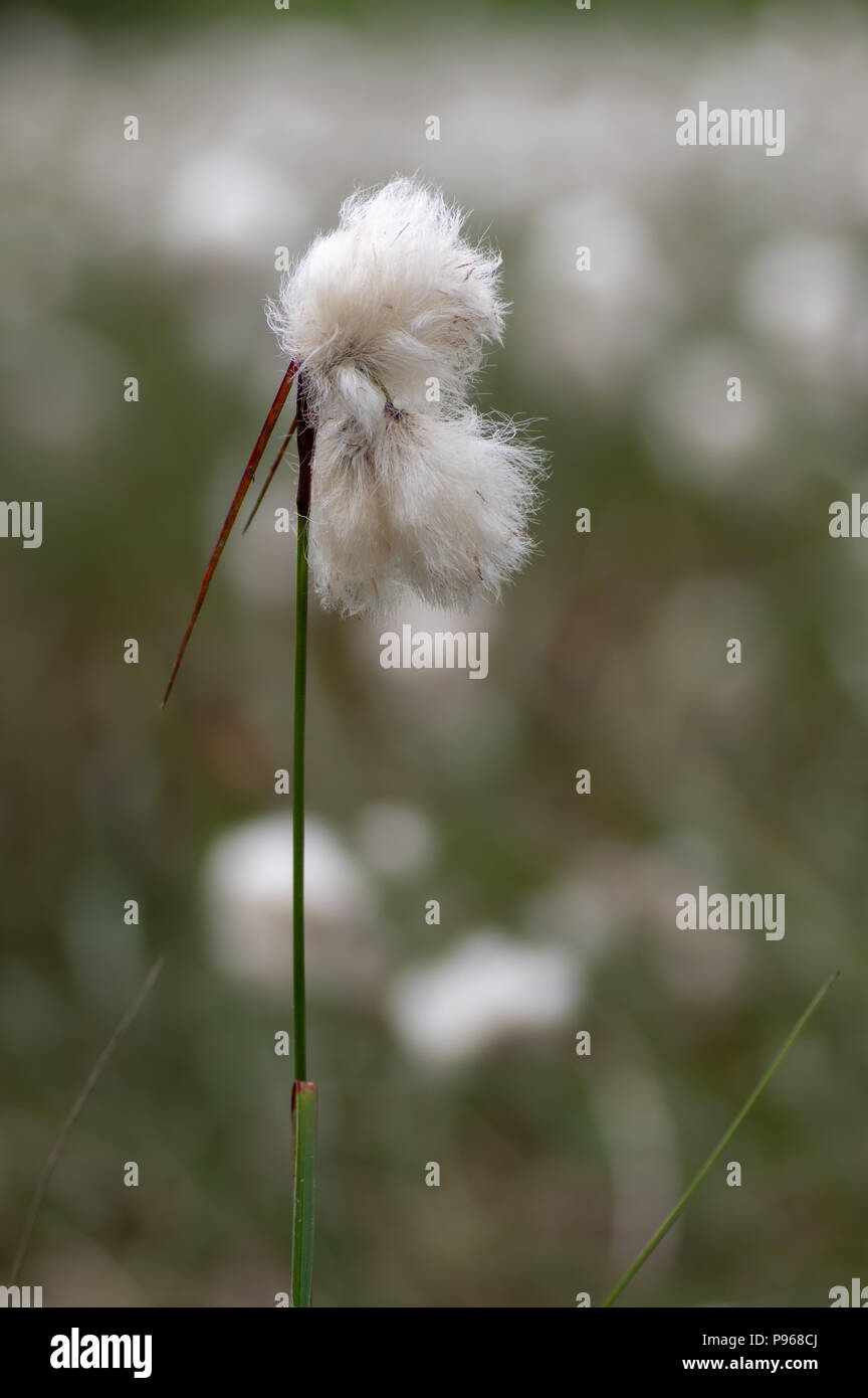 Comune (cottongrass Eriophorum angustifolium) nelle sementi. Sedge nella famiglia Cyperaceae, con cotone bianco-come thread dando l'aspetto di cotone Foto Stock