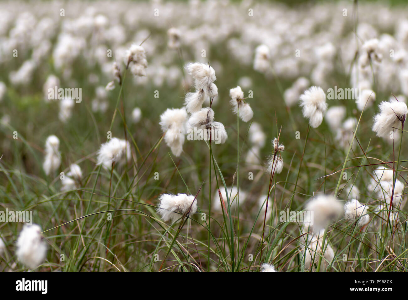 Comune (cottongrass Eriophorum angustifolium) nelle sementi. Sedge nella famiglia Cyperaceae, con cotone bianco-come thread dando l'aspetto di cotone Foto Stock