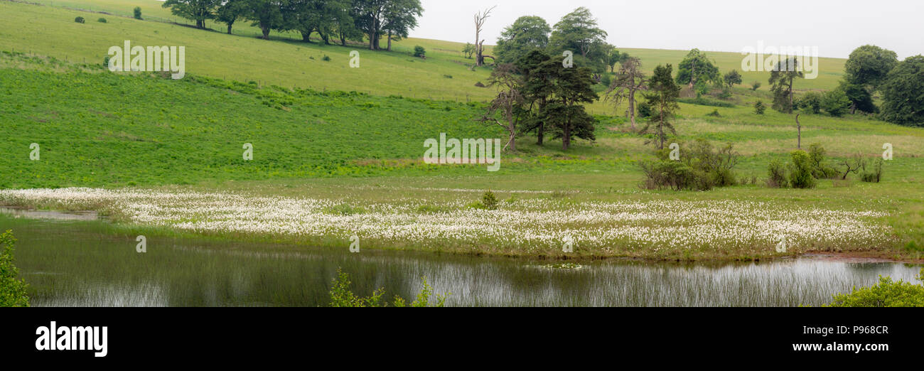 La piscina a Priddy Mineries, nel Somerset, Regno Unito. Mostra Cottongrass bianco sulla riva del lago in questo trascorso miniera di piombo, ora un posto favoloso per la fauna selvatica Foto Stock