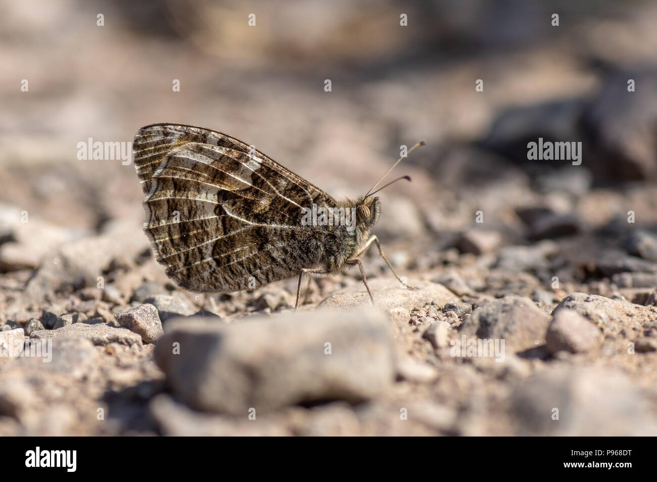 Temolo butterfly (Hipparchia semele) su terreno roccioso. Butterfly nella famiglia Nymphalidae a riposo sul terreno con il lato inferiore delle ali visibile Foto Stock