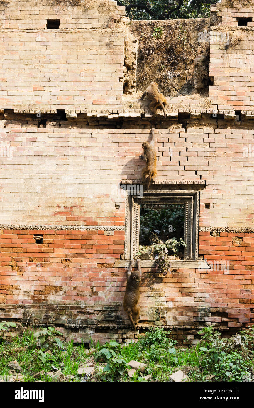 Tre macaco Rhesus (macaca mulatta) Monkeys arrampicata un vecchio muro in prossimità di Pashupatinath, Kathmandu, Nepal Foto Stock