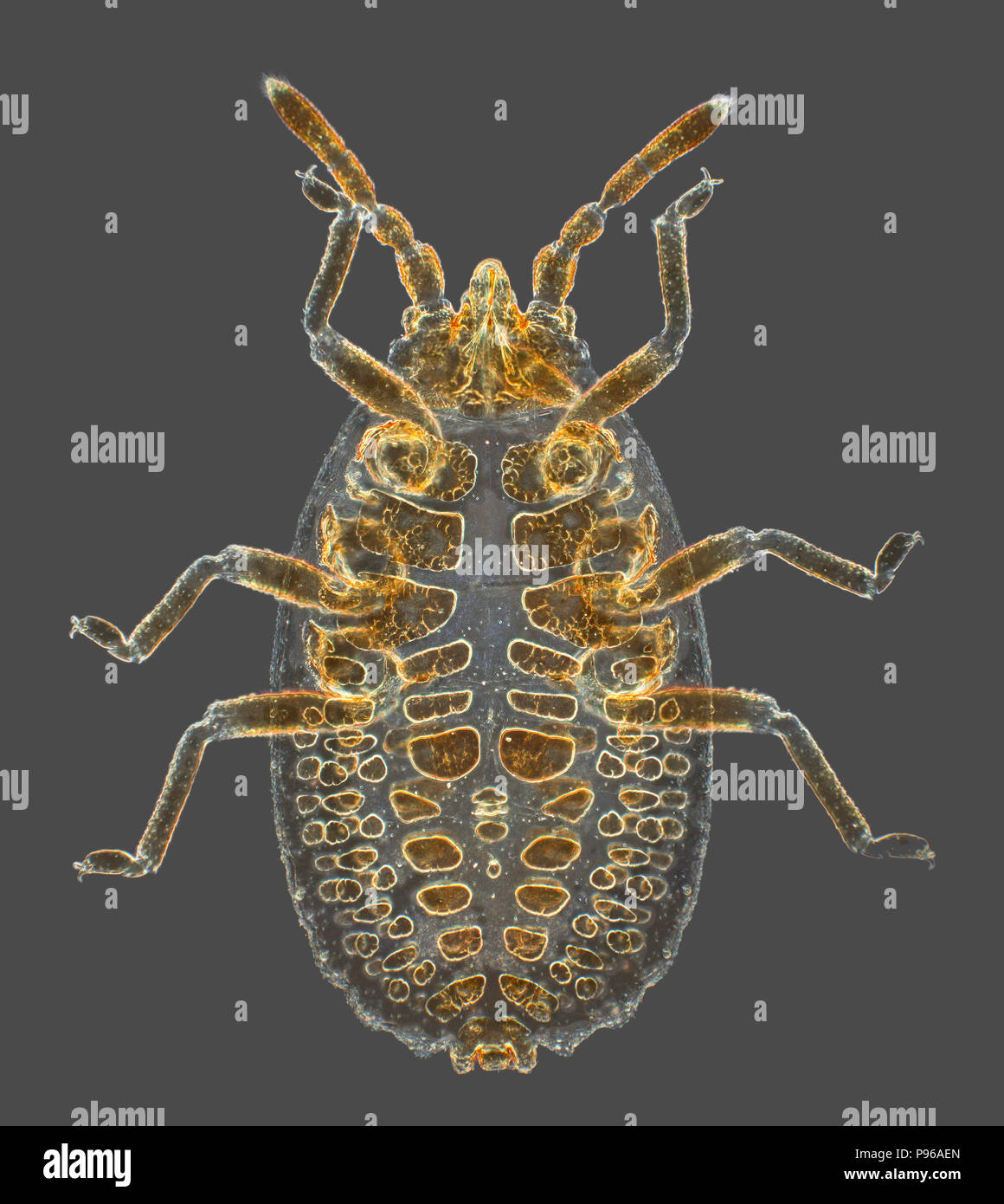 Vero bug (Heteropteran). Immaturi (senza ali) fotomicrografia darkfield Foto Stock