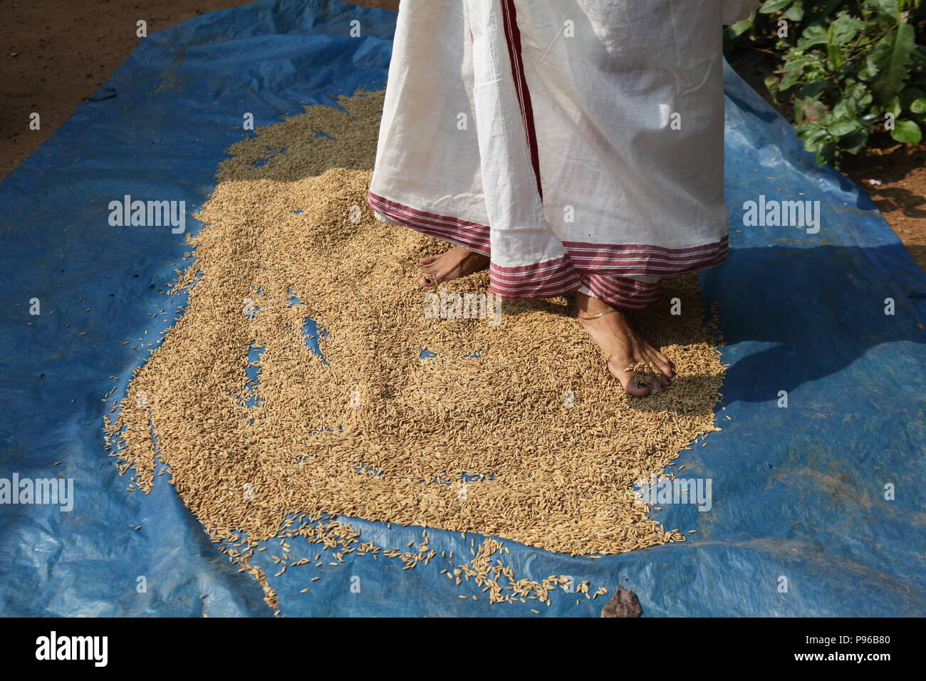 Trasformazione di riso semigreggio;essiccazione naturalmente sotto il sole,quindi di soffiatura per quelli danneggiati utilizzando muram,in Kerala Foto Stock