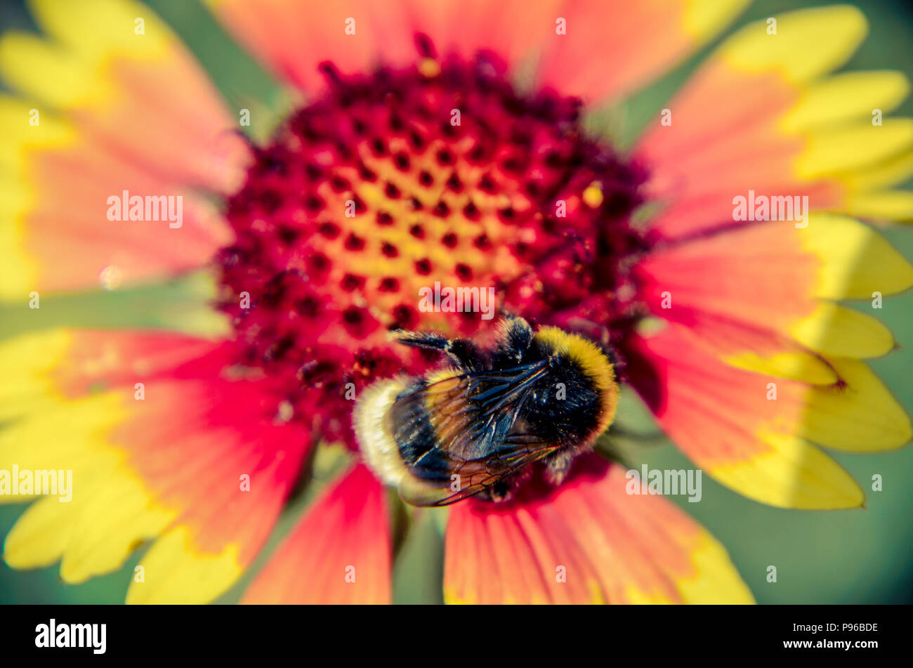 Ape su giallo e arancio testa di fiori di rudbeckia black-eyed susan Foto Stock