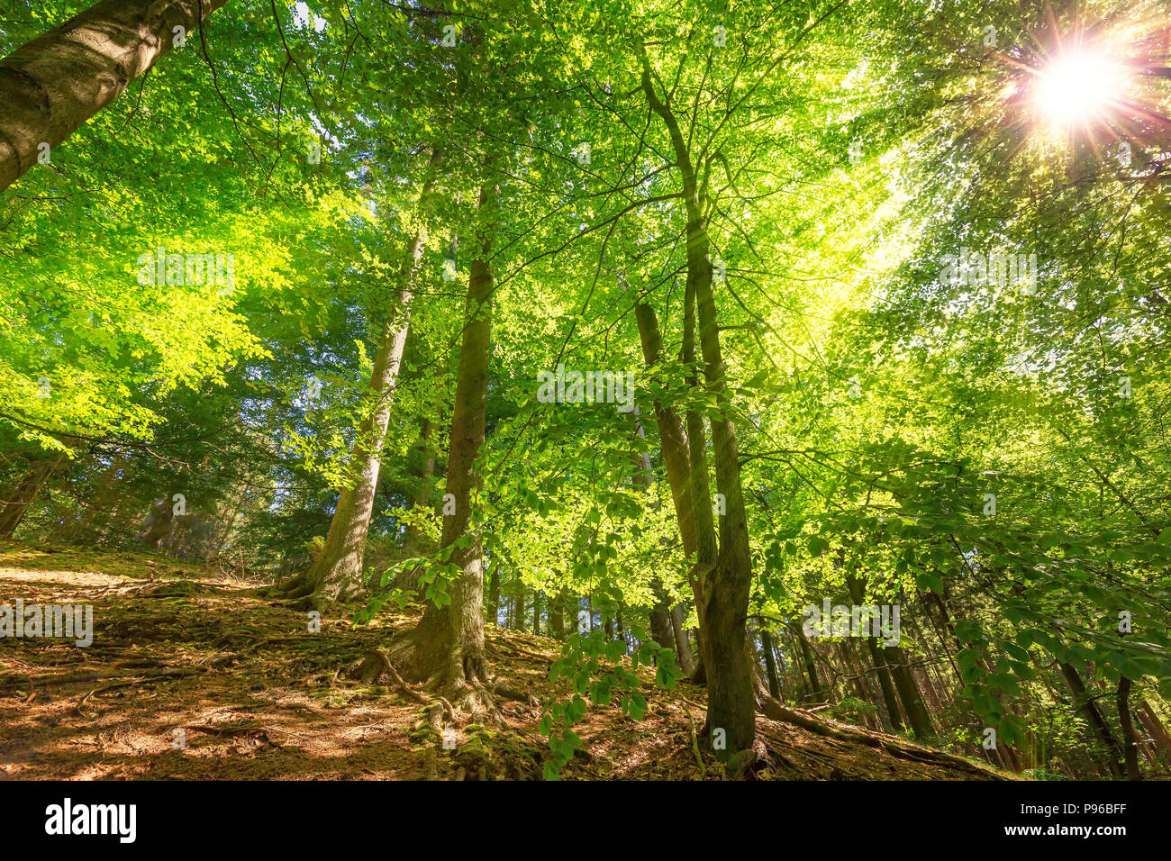 La luce del sole nel bosco di latifoglie Foto Stock