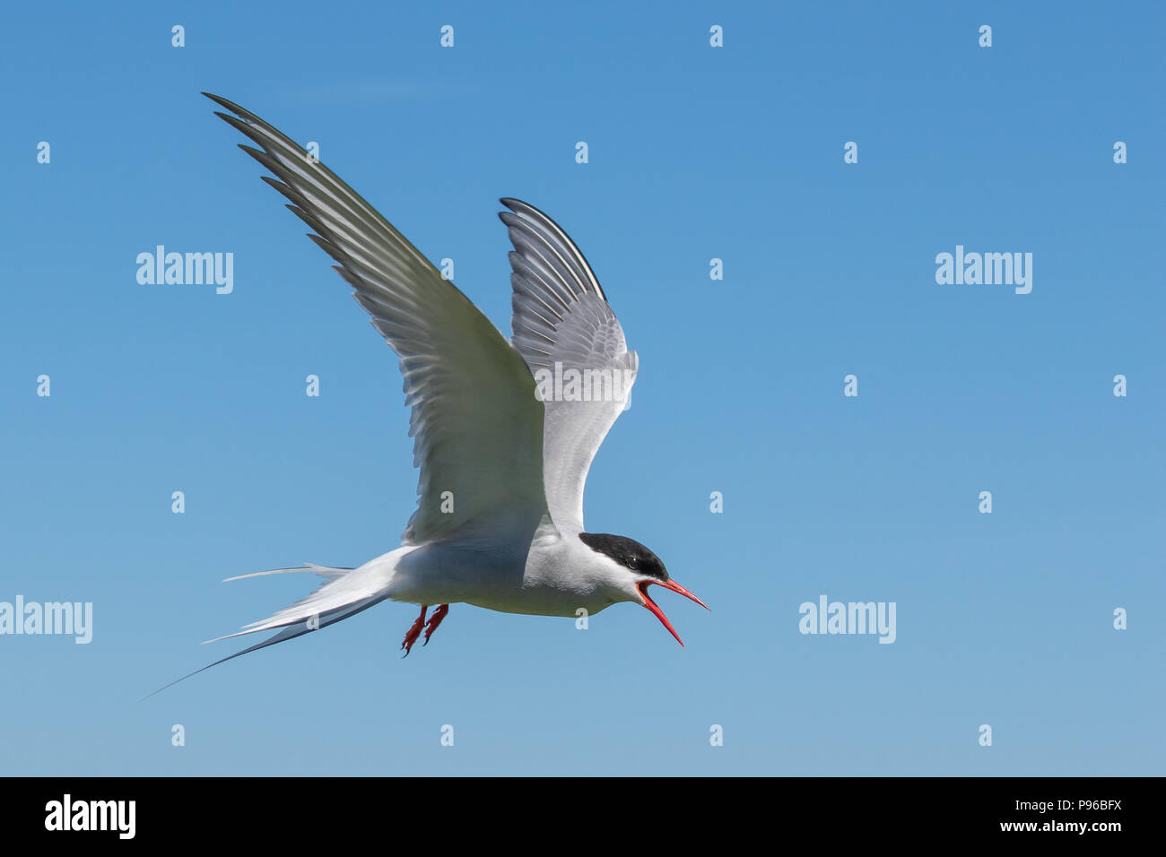 Un Arctic Tern sul farne isole è definding nido Foto Stock