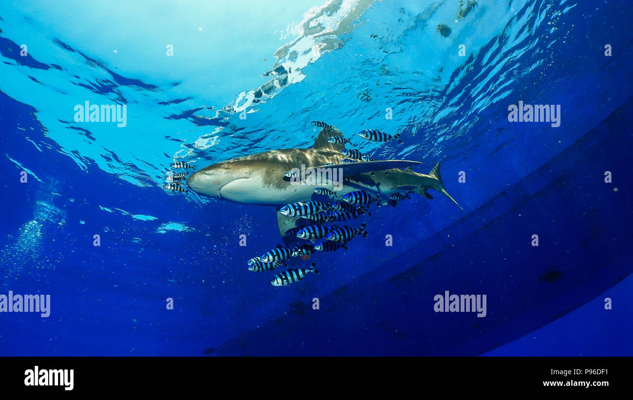 Lo squalo longimano, Red Sea King subacquea Foto Stock
