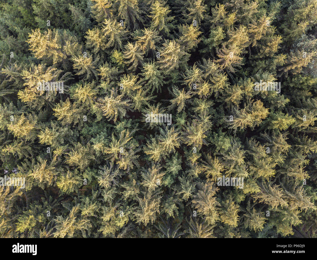 Alberi colorati nella foresta di primavera,top down riprese aeree Foto Stock