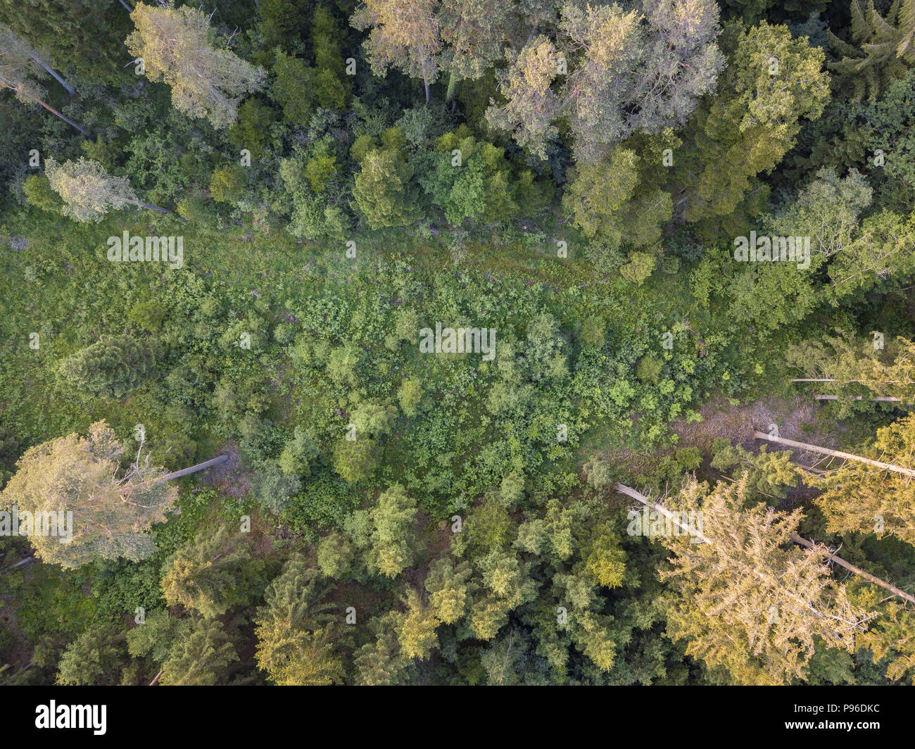 Una foresta di conifere in Germania - vista panoramica Foto Stock
