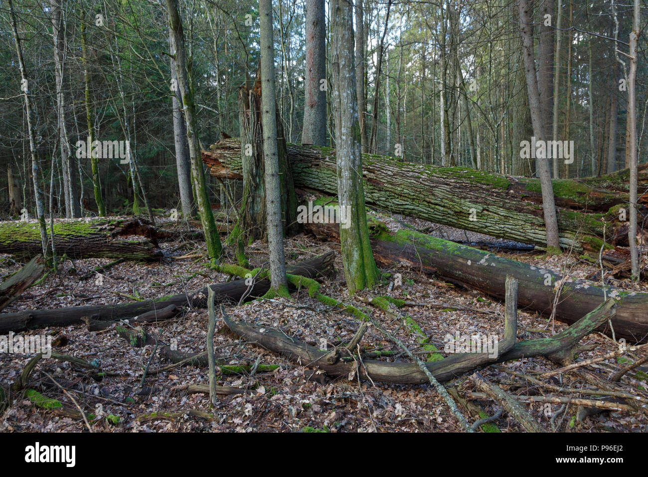 Due rotte del vento vecchia quercia che giace accanto a ciascun altro, foresta di Bialowieza, Polonia, Europa Foto Stock