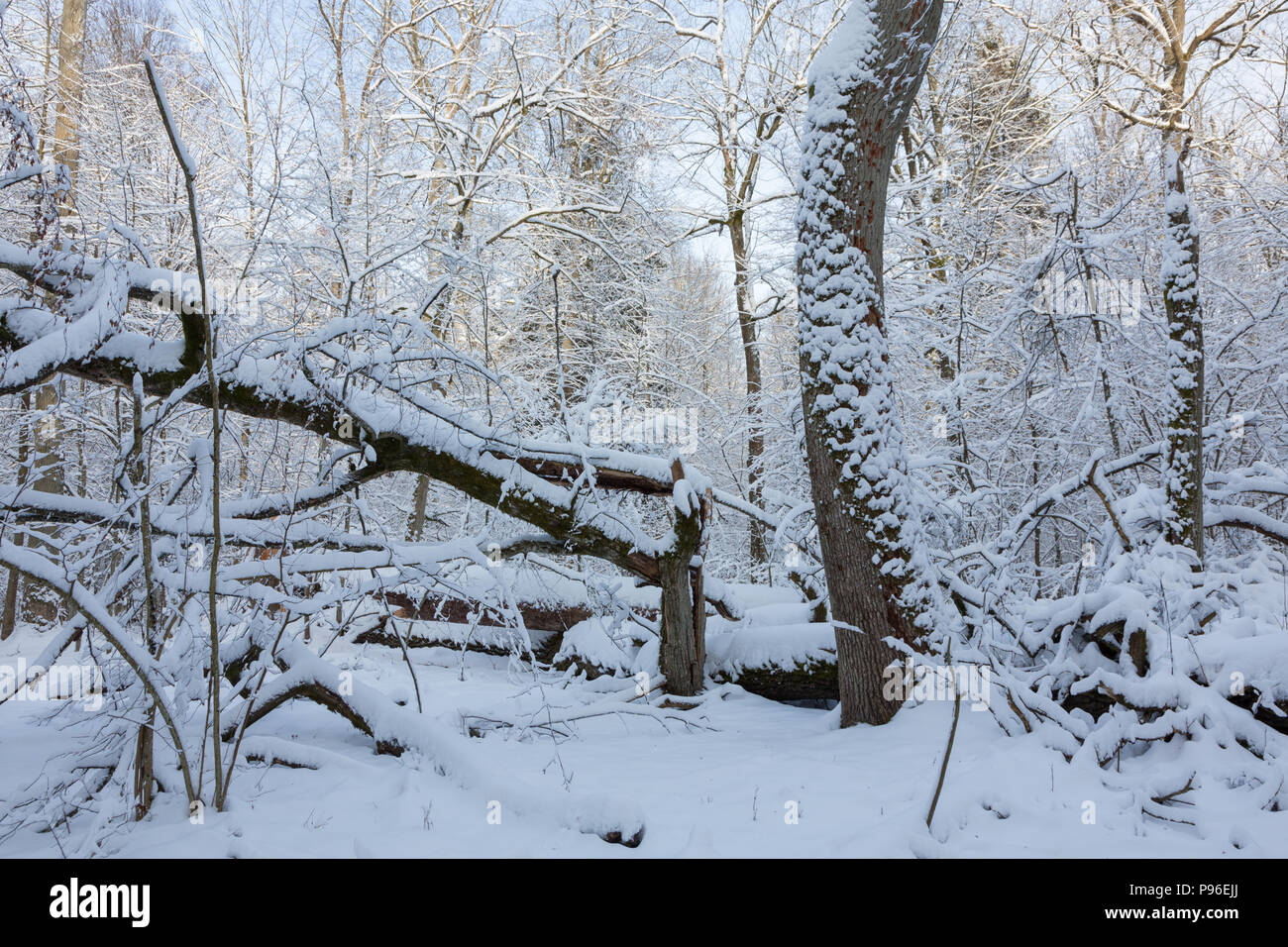 Paesaggio invernale di foresta naturale con morti tronco di quercia giacente,Bialowieza Forest,Polonia,l'Europa Foto Stock