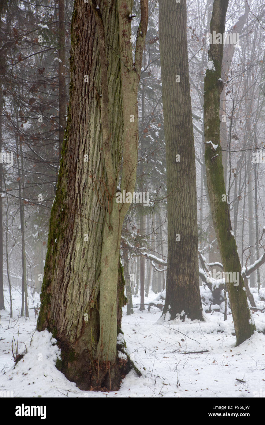 Paesaggio invernale di foresta naturale con tronco di quercia giacente,Bialowieza Forest,Polonia,l'Europa Foto Stock