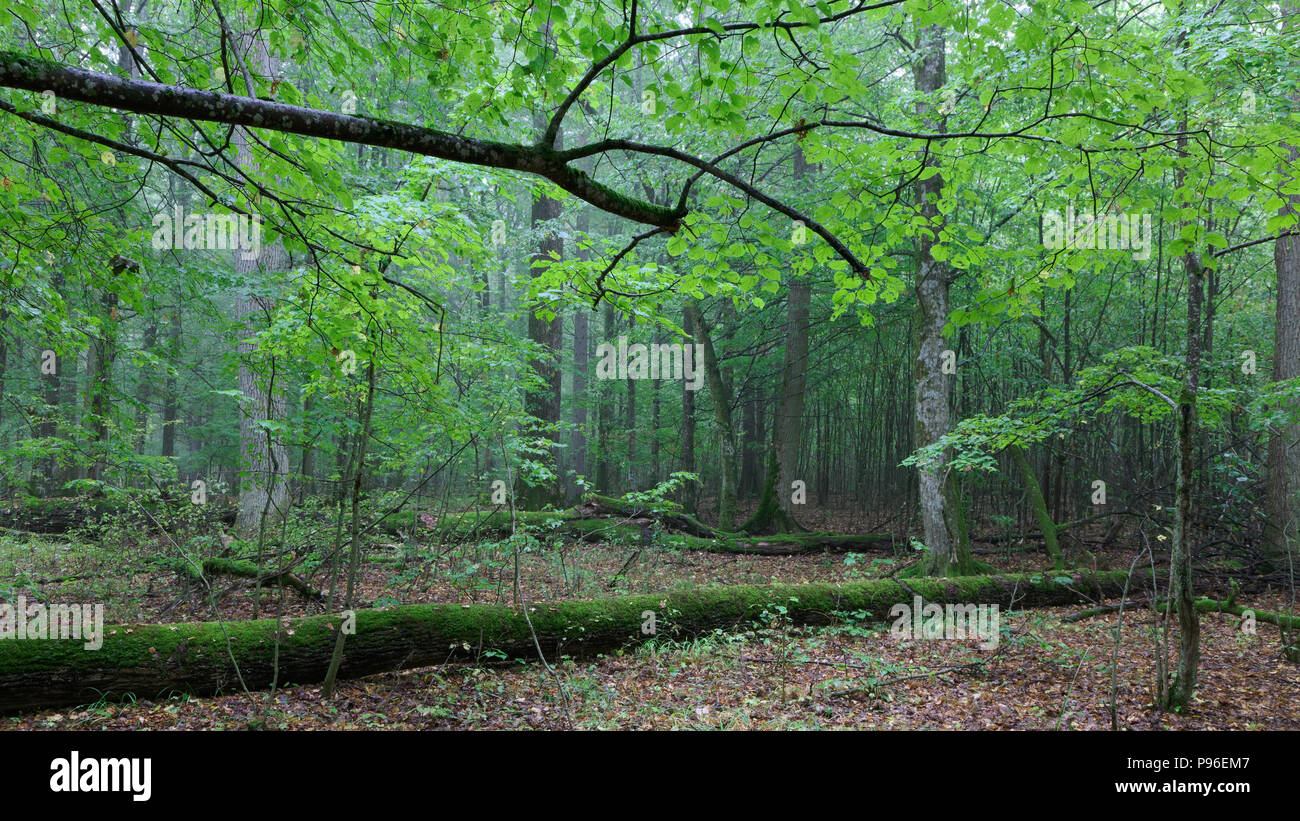 Atumnal paesaggio di stand mista con alberi rotti giacente, foresta di Bialowieza, Polonia, Europa Foto Stock