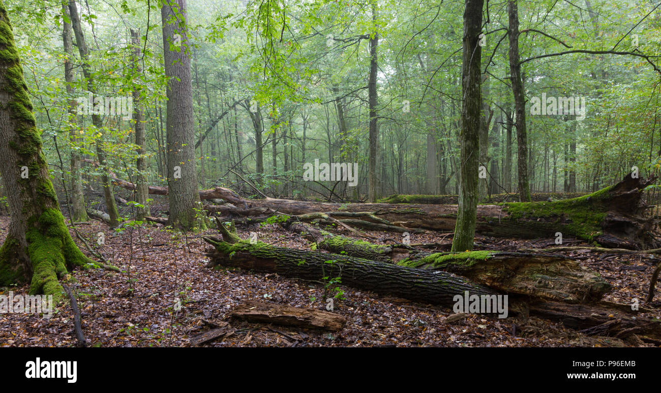 Atumnal paesaggio di stand mista con alberi rotti giacente, foresta di Bialowieza, Polonia, Europa Foto Stock