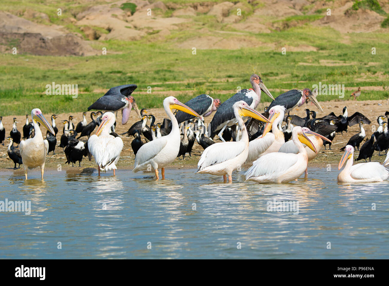 Grande pellicani bianchi, Pelican, petto bianco cormorano, cormorani e Marabou cicogne, Uccelli Kazinga Channel, Queen Elizabeth National Park, Uganda Foto Stock