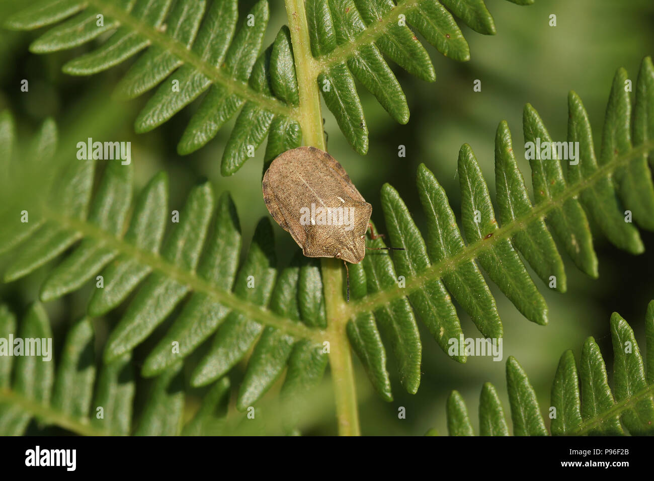 "Testudinaria Eurygaster (tartaruga bug) Foto Stock