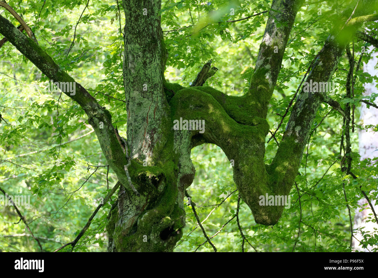 Strane carpino ramo di albero moss avvolto, foresta di Bialowieza, Polonia,l'Europa Foto Stock