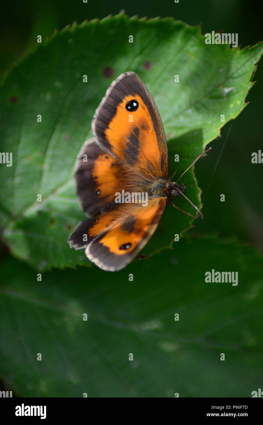 Gatekeeper / hedge brown butterfly Pyronia tithonus sulla foglia, Regno Unito Foto Stock