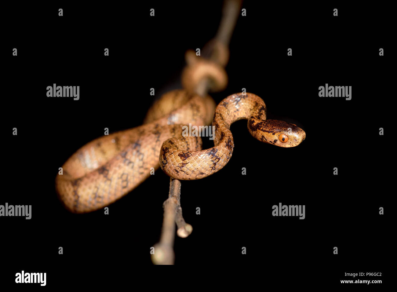 Pareas formosensis Taiwan Slug Snake atayal komaii Foto Stock