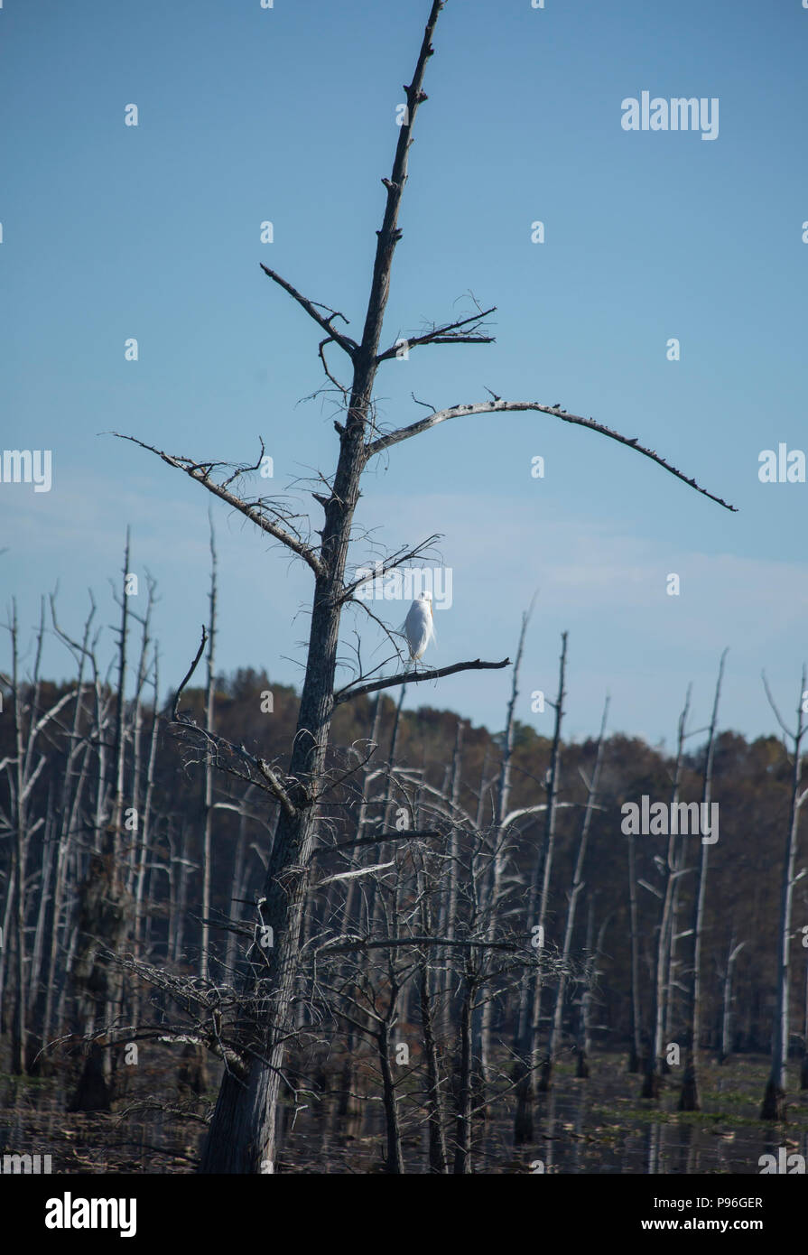 Airone bianco maggiore (Ardea alba) bird arroccato su un cipresso branch Foto Stock