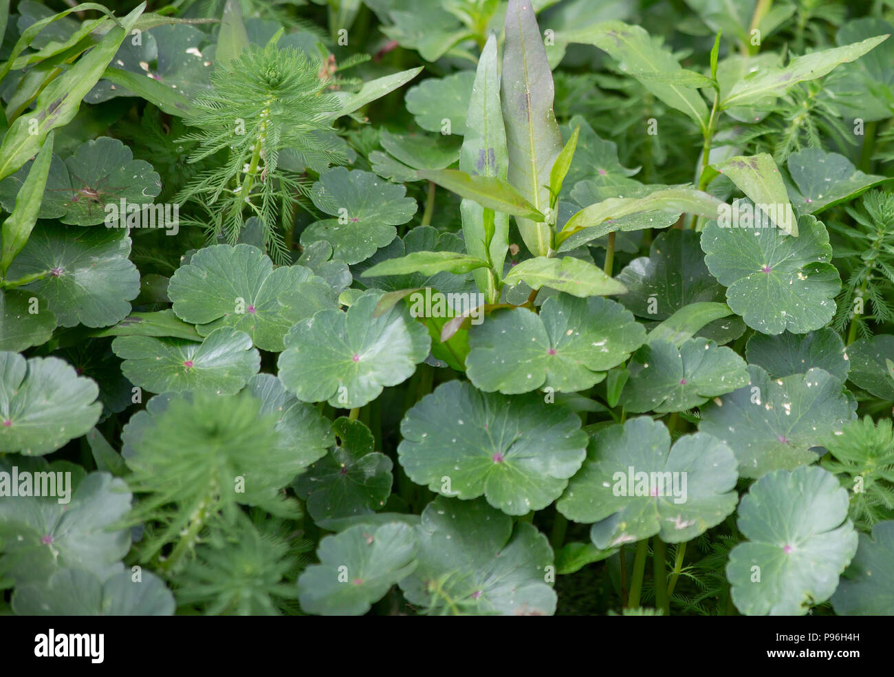 Spider nascondere in una patch di piante verdi floating lungo, copertura di acqua di stagno Foto Stock