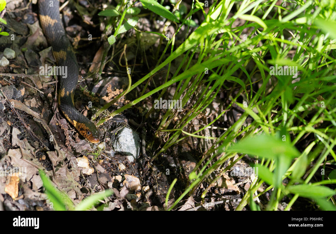 Ampio acqua nastrati snake (Nerodia fasciata confluens) slithering lungo un percorso sottile Foto Stock