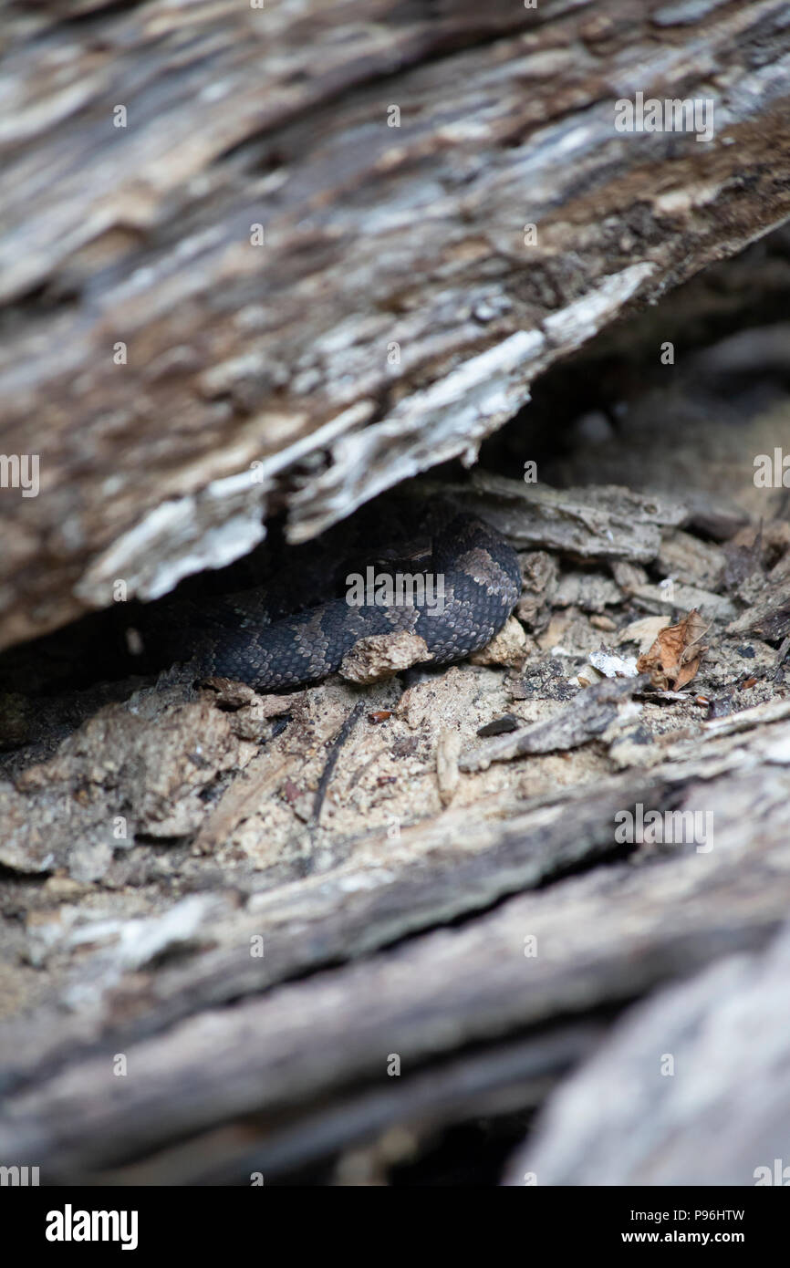 I capretti cottonmouth (Agkistrodon piscivorus), noto anche come un acqua mocassino, arricciati all'ombra di un albero caduto Foto Stock