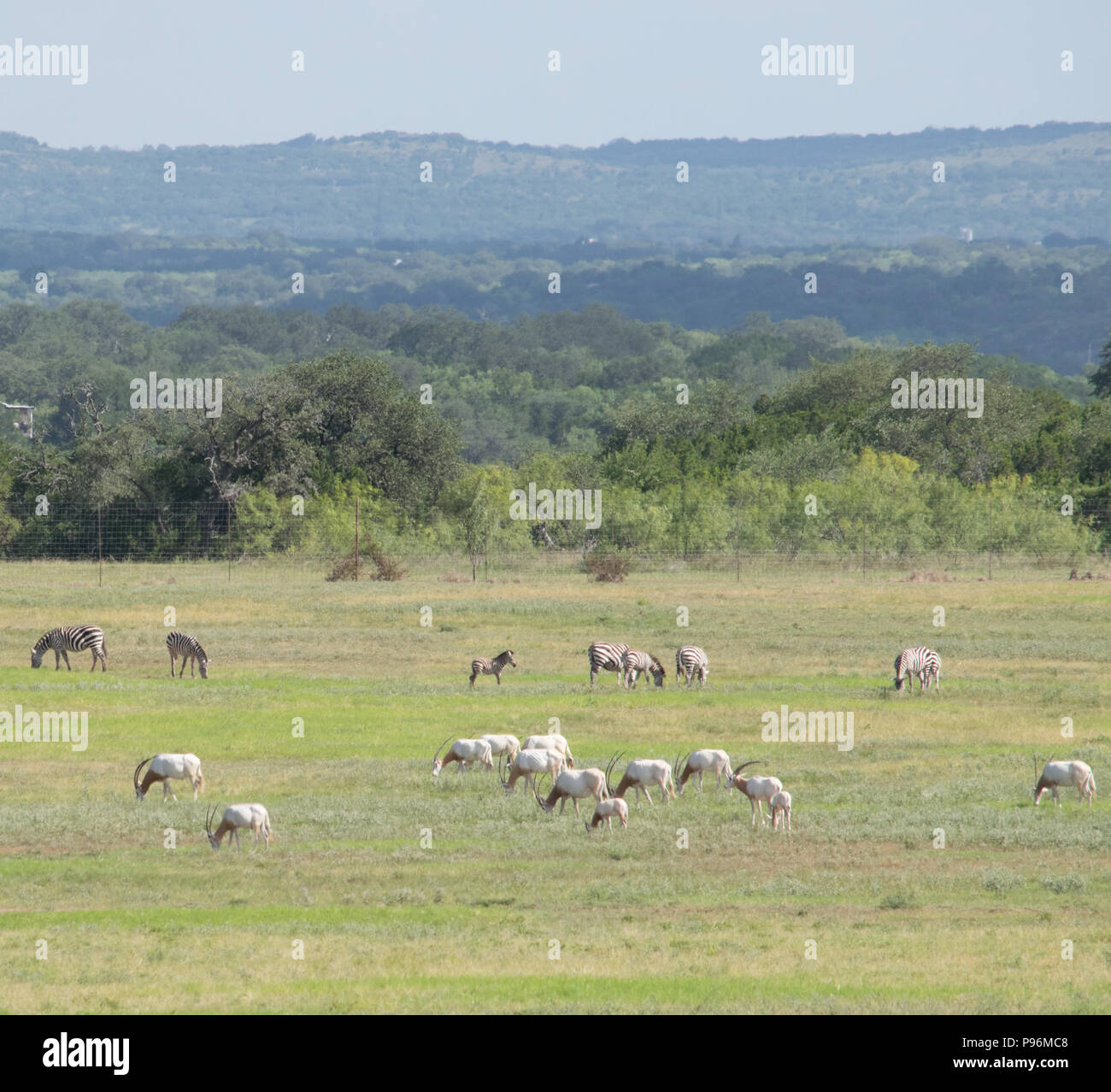 Estinta nel selvaggio, una mandria di Scimitar Oryx lambisce pacificamente su un ranch a soli pochi minuti dal centro cittadino di Austin nel Paese delle Colline del Texas centrale. Foto Stock