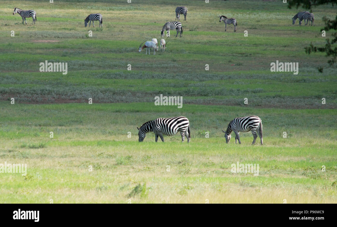 Zebre e Scimitar Oryx condividono un pascolo su un ampio gioco ranch in hill country del Texas centrale vicino a Austin. Foto Stock