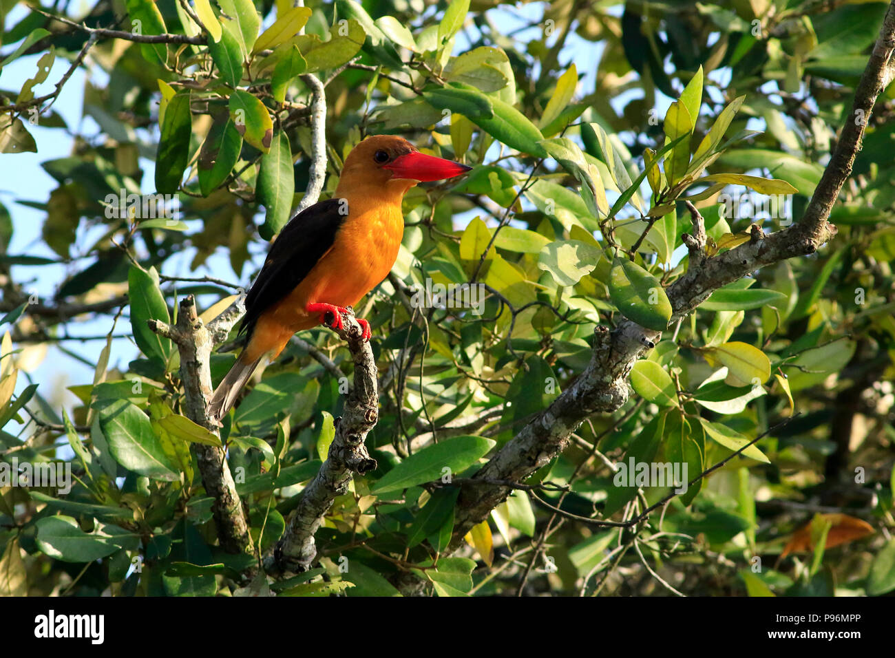 Marrone-winged kingfisher in Sundarbans, Bagerhat, Bangladesh Foto Stock