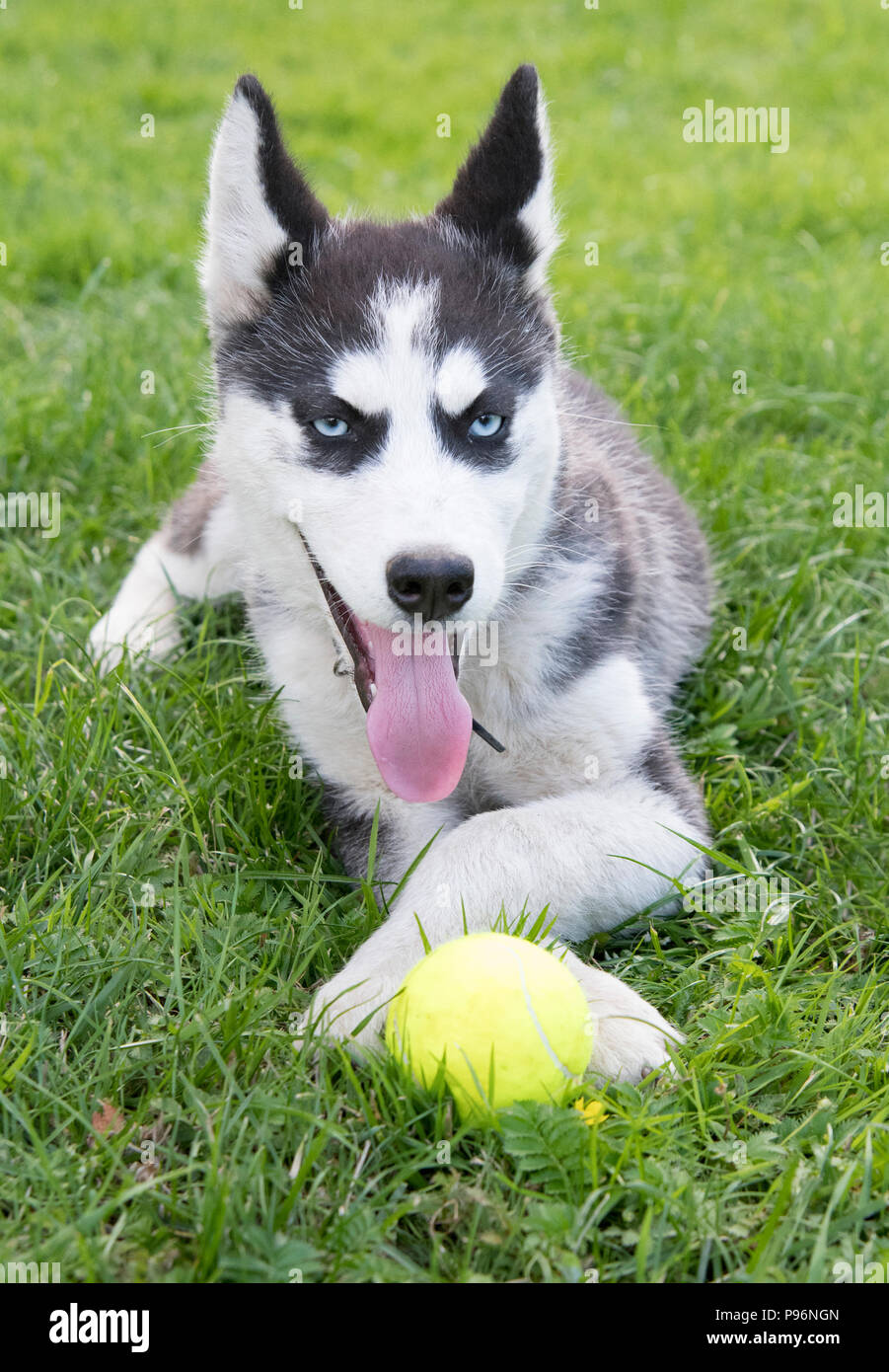 Carino siberian husky cucciolo giocattolo gioco sull'erba. Cute cane Foto Stock