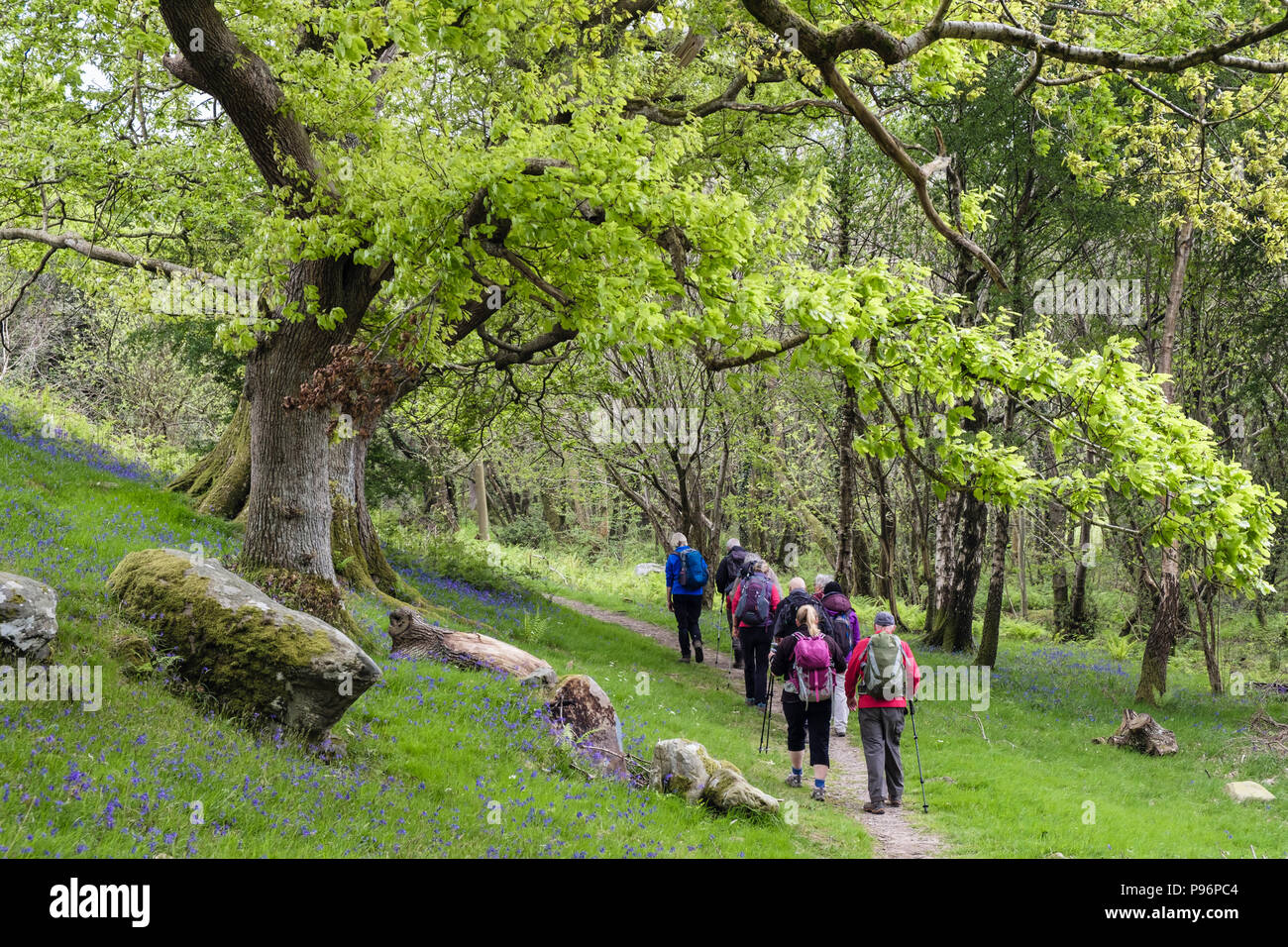 Il gruppo dei Ramblers su una camminata di paese che cammina sotto il bough di un albero di quercia in un legno di Bluebell in primavera. Bethesda, Gwynedd, Galles, Regno Unito, Gran Bretagna Foto Stock