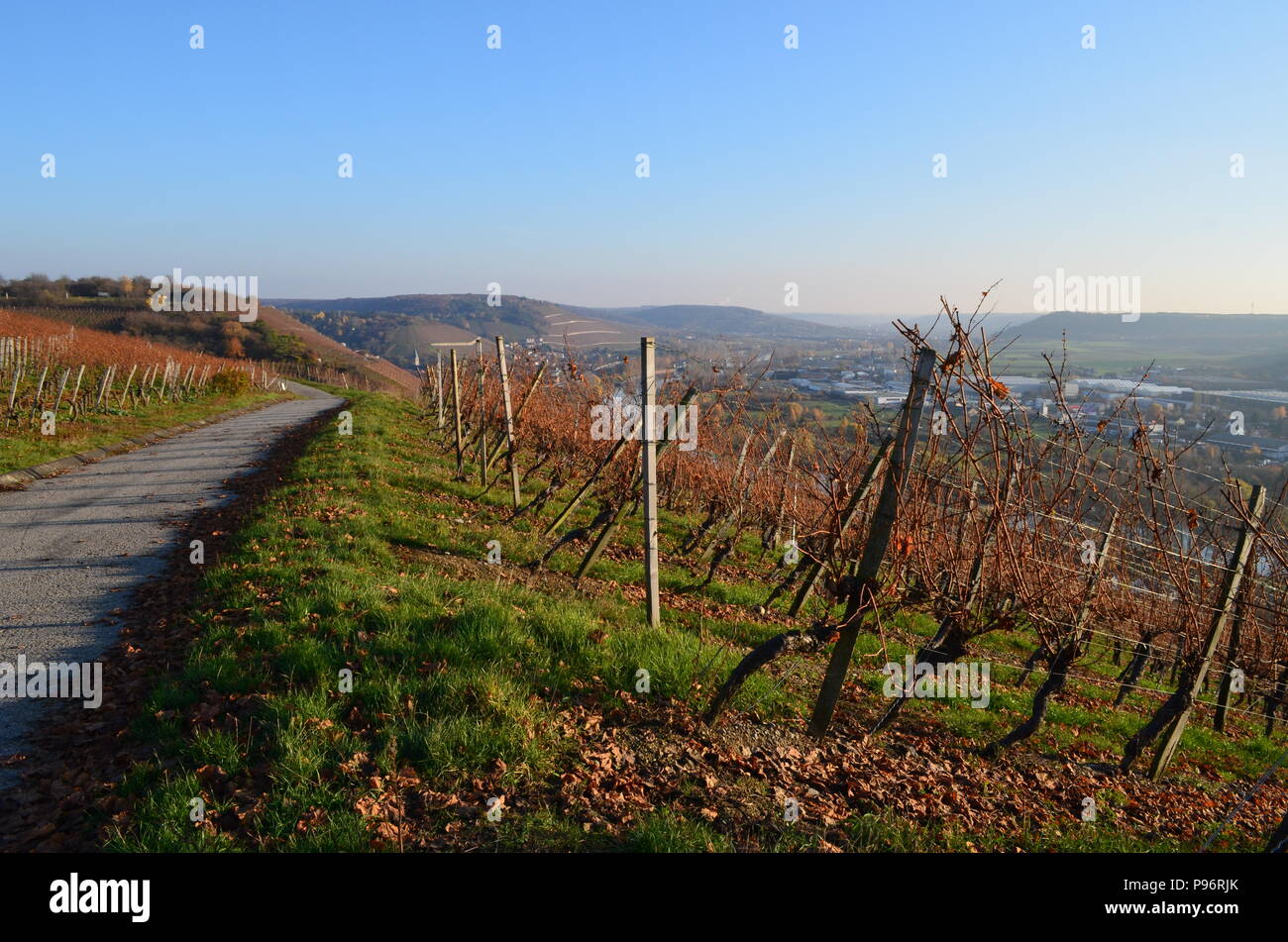 Vigneto in Würzburg, Germania Foto Stock