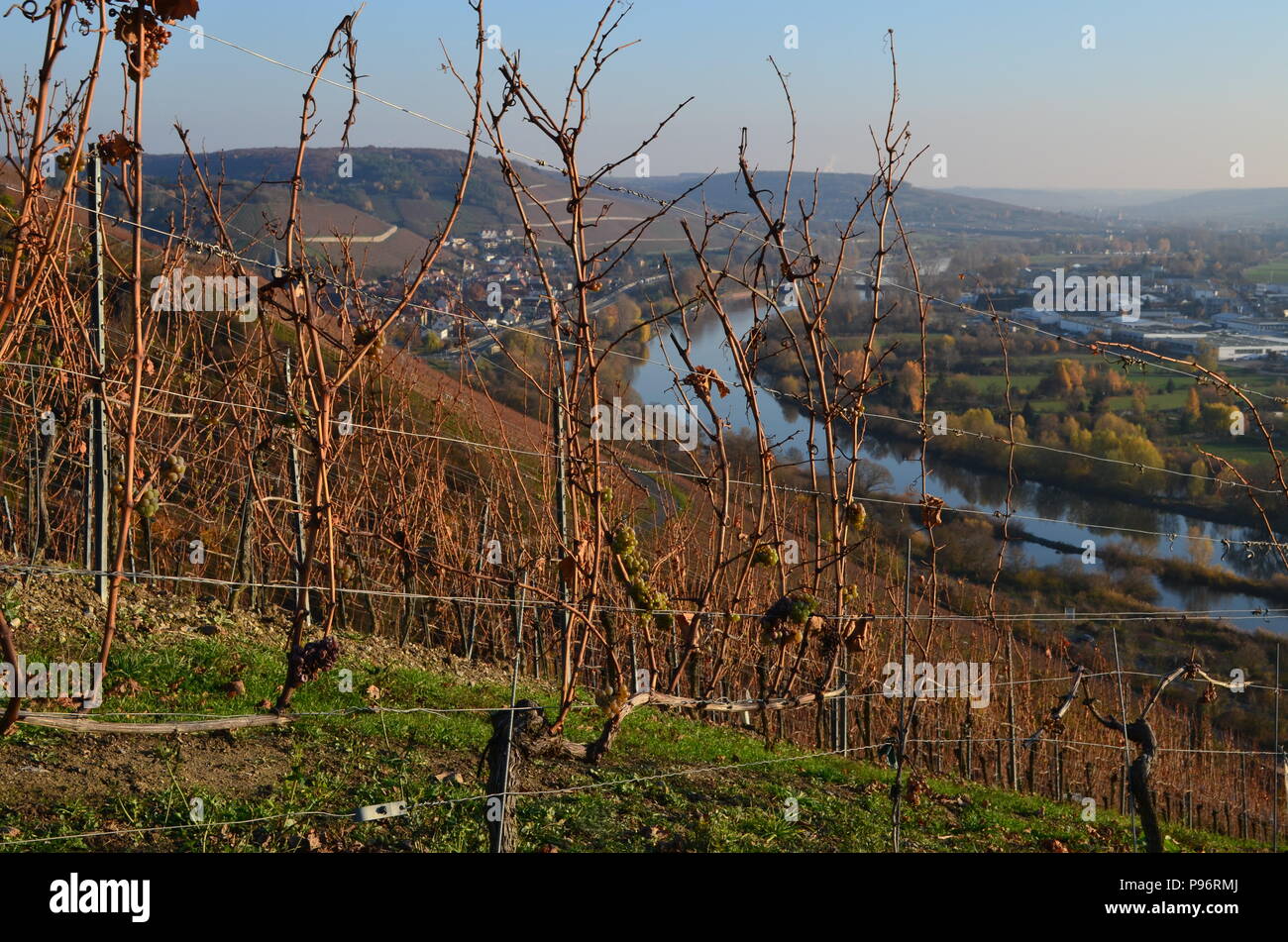 Vitigni a Würzburg, Germania Foto Stock