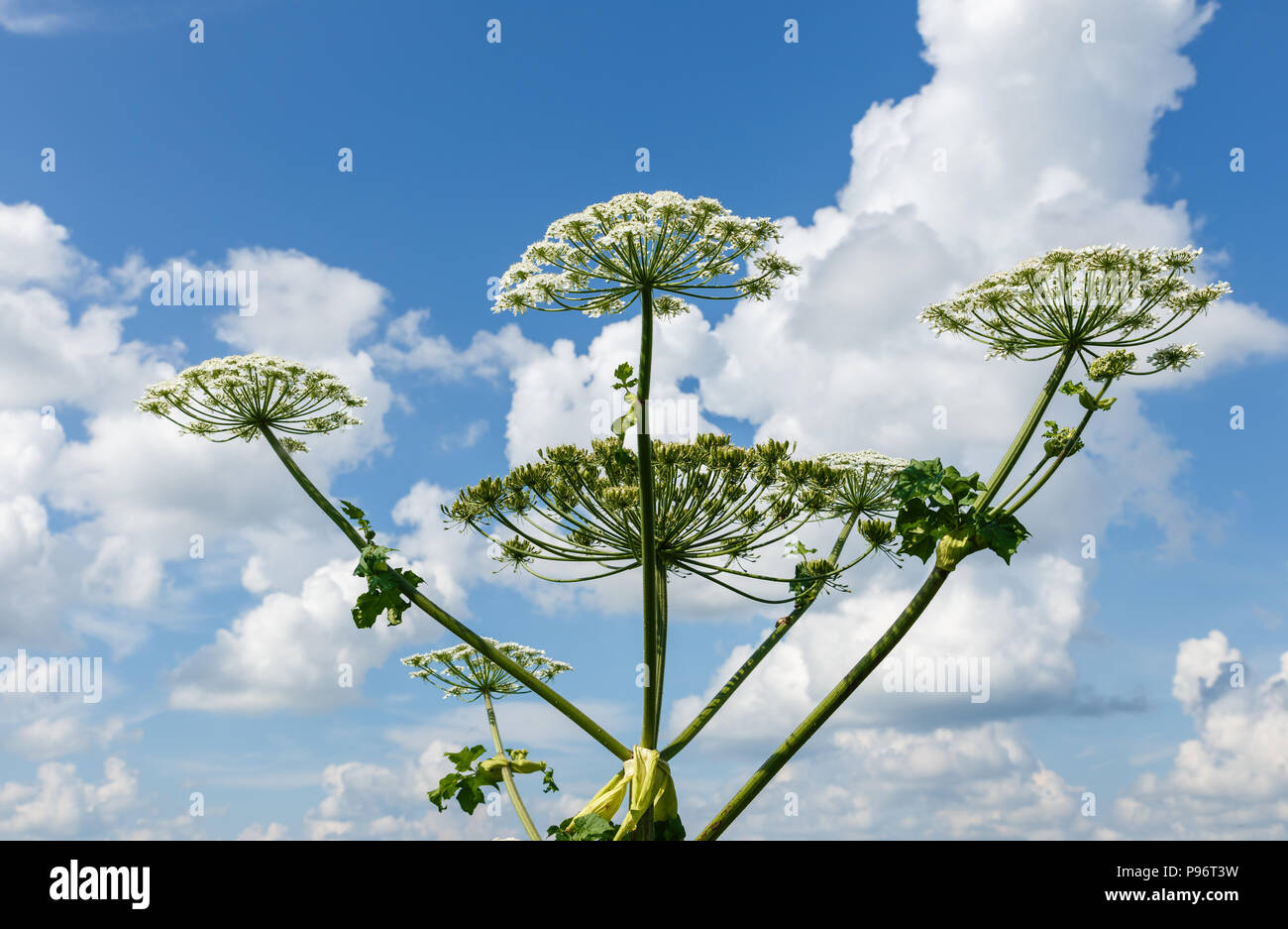 Mucca pastinaca fiorisce in estate Foto Stock