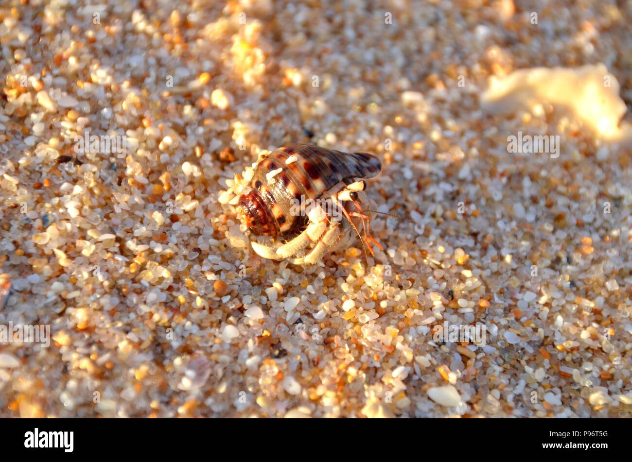 Il granchio eremita su una spiaggia di sabbia in Sri Lanka Foto Stock