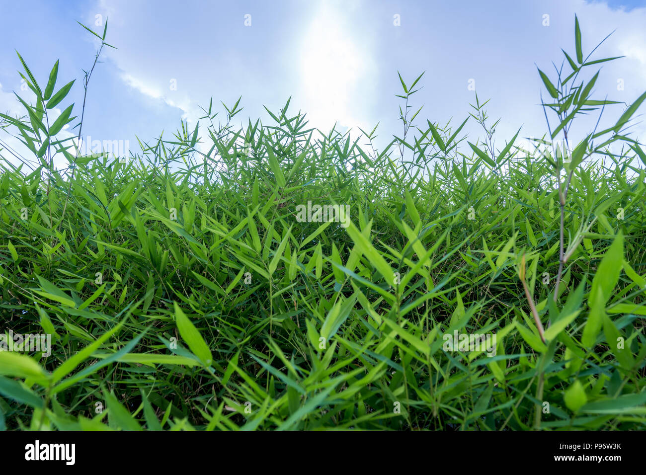 Foglie di bambù con lo sfondo del cielo Foto Stock