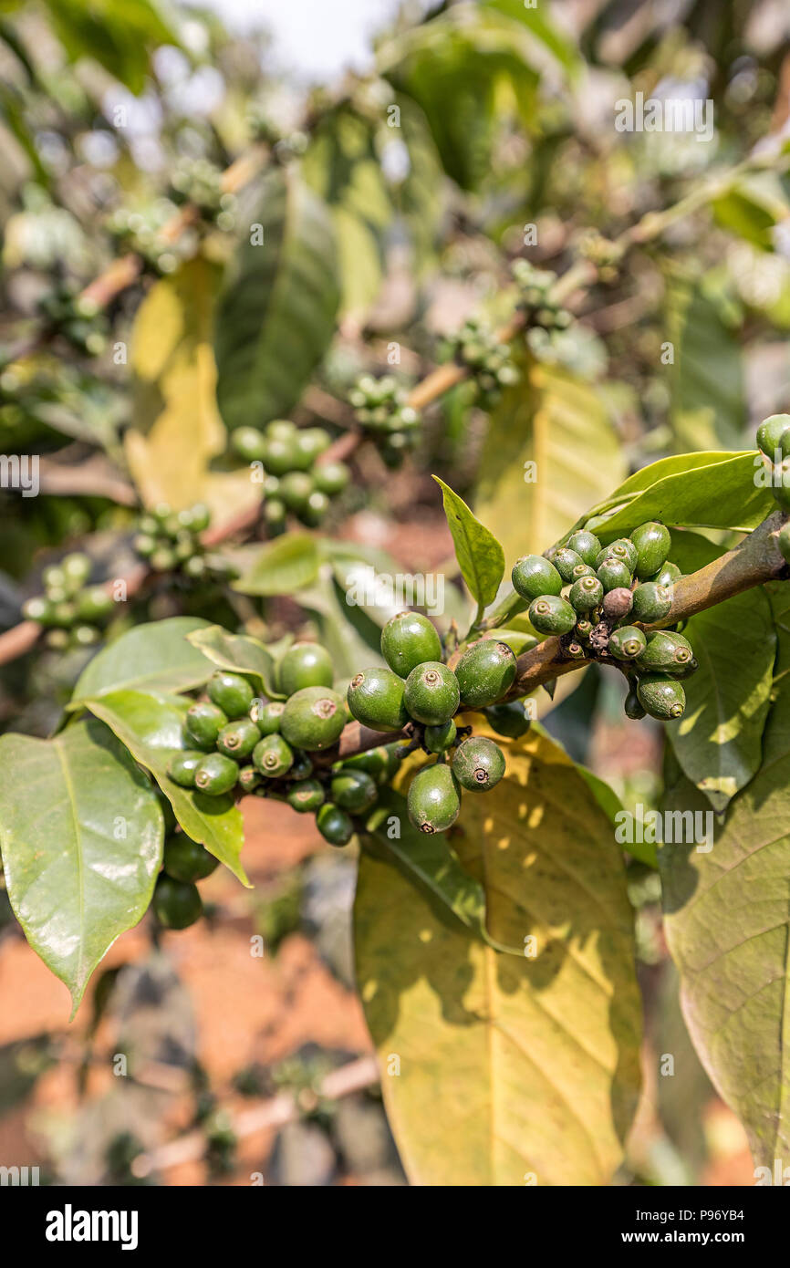 Di coltivazione del caffè su plantation, Paksong, Laos Foto Stock