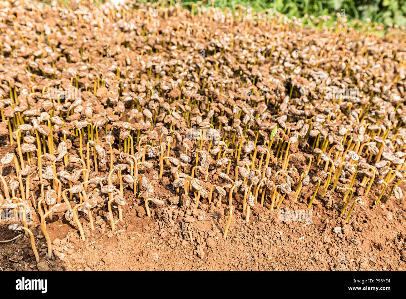 Piantine di caffè germinazione in vivaio di piantagione, Paksong, Laos Foto Stock
