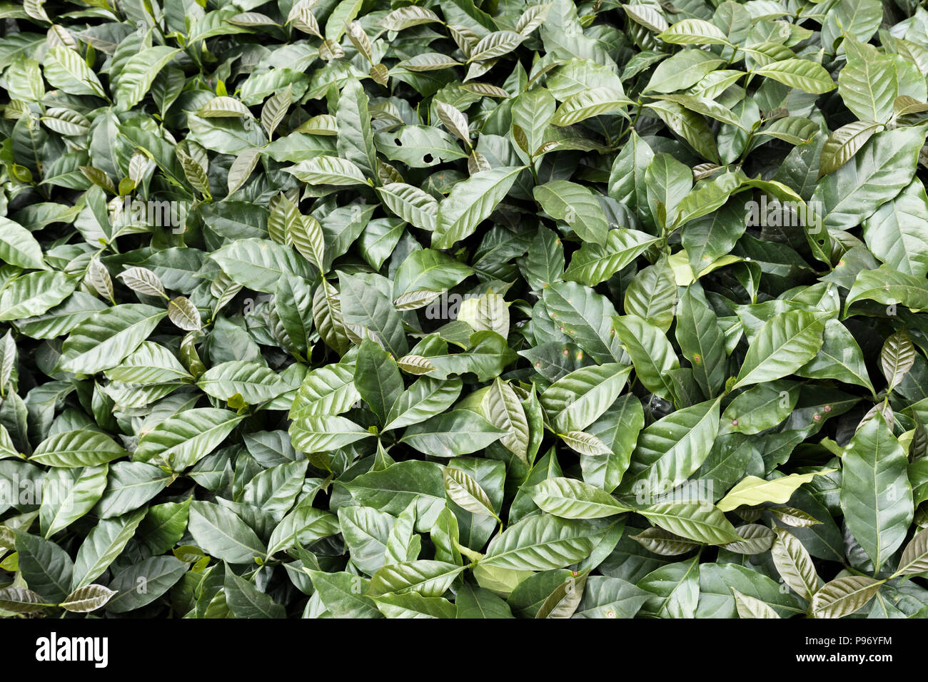 Piantine di caffè in piantagione nursery, Paksong, Laos Foto Stock
