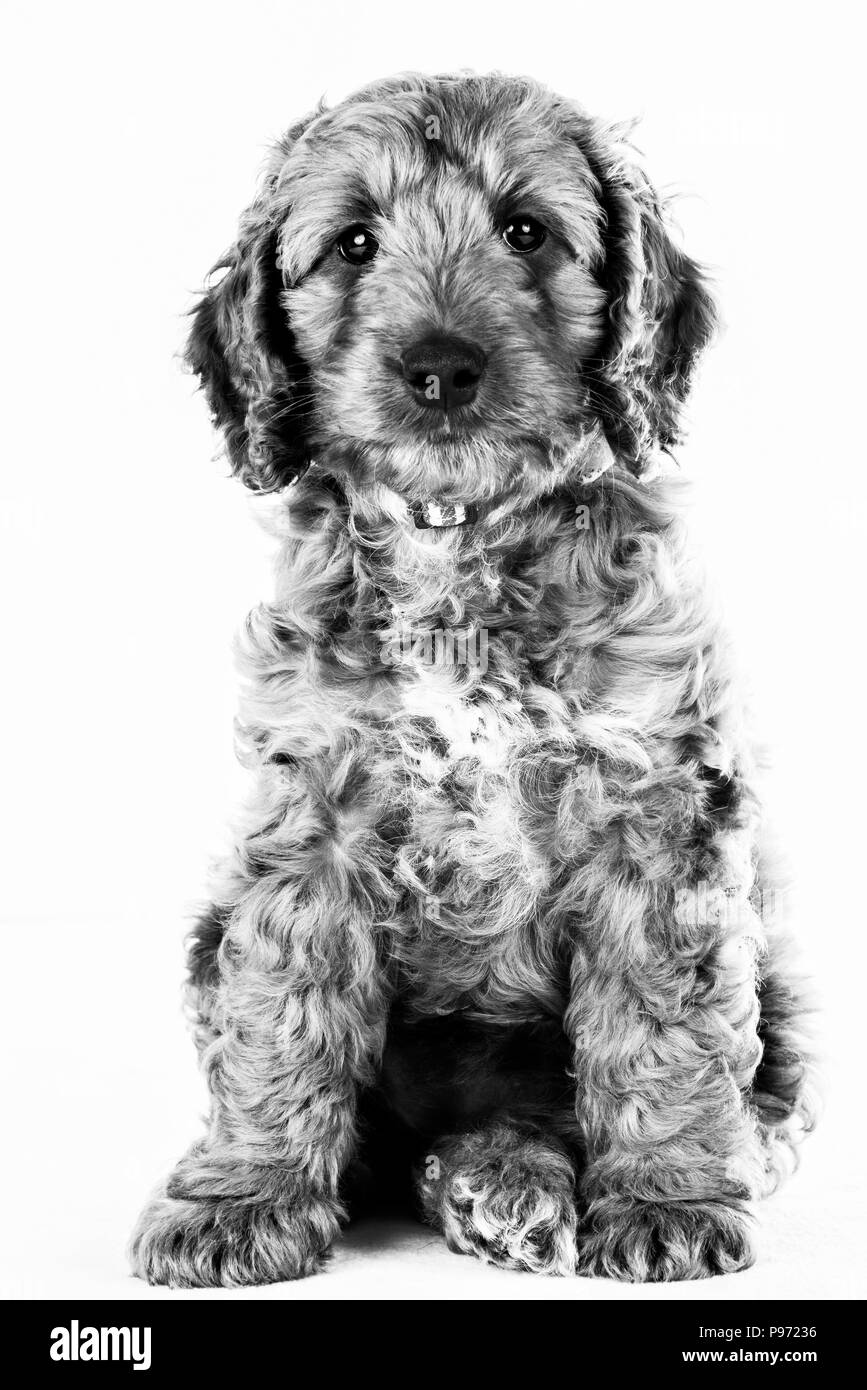 Bianco e nero ritratto di cockerpoo grazioso cucciolo Foto Stock